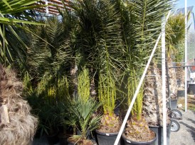 Phoenix Canariensis torzs 30-40cm_2018